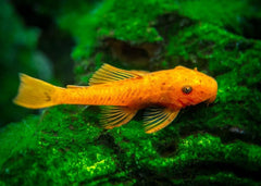 Coburg Aquarium | Super Red Bristlenose Catfish | Shop live aquarium fish online