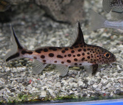 Coburg Aquarium | Cuckoo Catfish | Live aquarium fish online