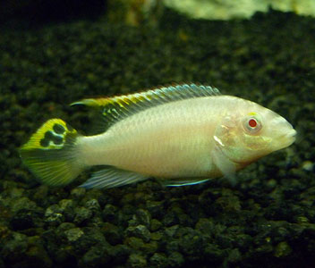 ALBINO KRIBENSIS – Coburg Aquarium