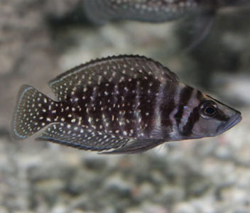 ALTOLAMPROLOGUS CALVUS BLACK – Coburg Aquarium