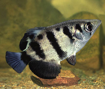 ARCHERFISH – Coburg Aquarium