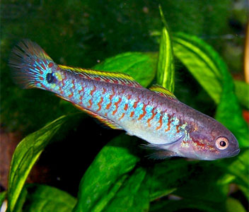 PEACOCK GUDGEON – Coburg Aquarium