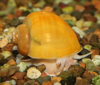 GOLD MYSTERY SNAIL – Coburg Aquarium