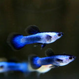Blue Panda Dwarf Guppy