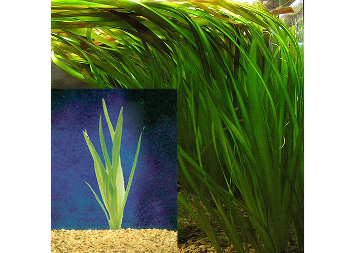 Giant Vallisneria (Extra Long)