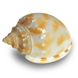 Hermit Crab Spare Shell - Medium