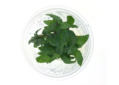 Tissue culture staurogyne repens