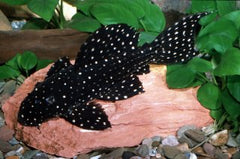 L097 Polka Dot Pleco