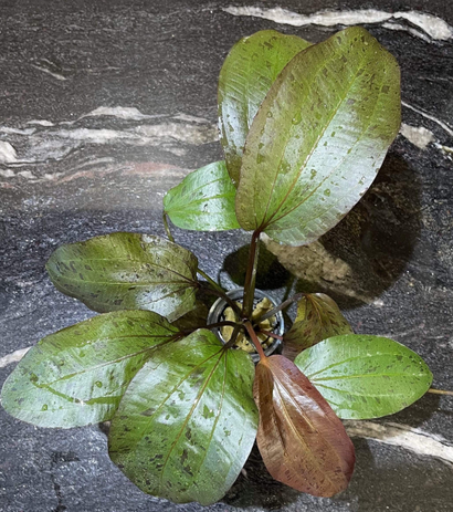 Echinodorus Red Ozelot in Mesh Pot