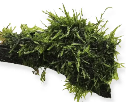 Fontinalis Driftwood Creation