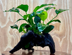 Anubias Barteri Driftwood Creation