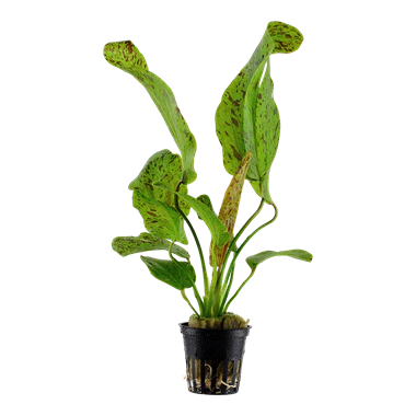 Echinodorus Green Ozelot in Mesh Pot