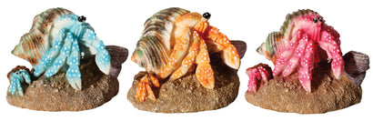Hermit Crab Mother & Baby