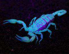 Scorpion - Flinders Rangers Medium