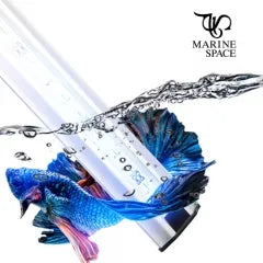 Zetlight - MS Freshwater