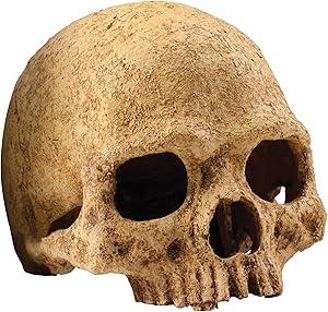 Human Skull Hide