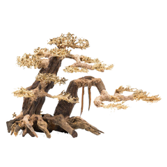 Bonsai Wood