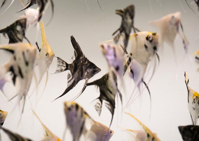 Angelfish