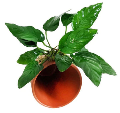 Assorted Anubias on 9cm terracotta pot – live freshwater aquarium plant low light beginner friendly ready to place in fish tank or shrimp tank