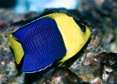 Bicolour Angelfish | Marine Fish For Sale Online | Coburg Aquarium