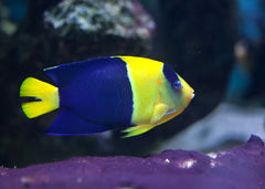 Bicolour Angelfish | Marine Fish For Sale Online | Coburg Aquarium