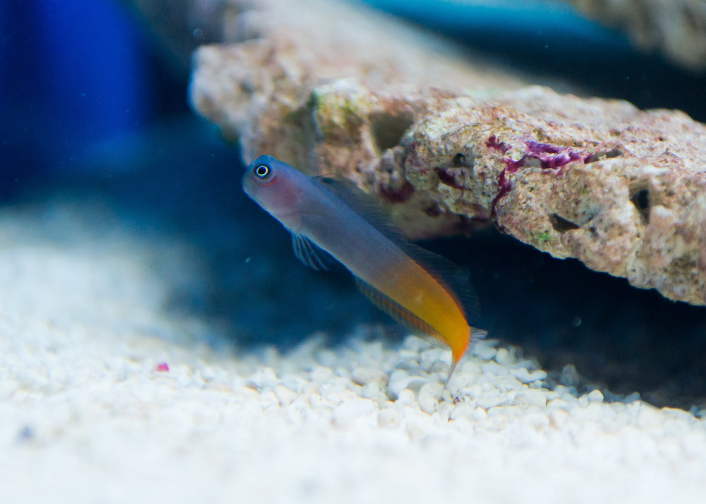 Bicolor Blenny | Marine fish for sale online | Coburg Aquarium