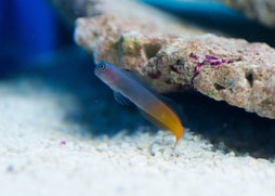 Bicolor Blenny | Marine fish for sale online | Coburg Aquarium