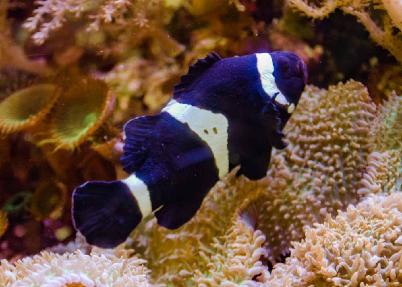Black ocellaris | Marine fish for sale online | Coburg Aquarium