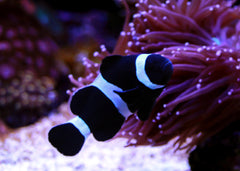 Black ocellaris | Marine fish for sale online | Coburg Aquarium