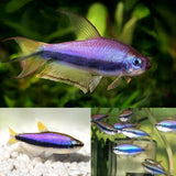 Emperor Tetra - Blue Kerri Gold - Special 6 for $36