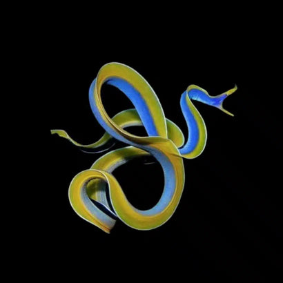 Eel - Blue Ribbon