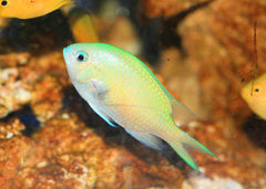 Blue green chromis | Marine fish for sale online | Coburg Aquarium