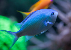 Blue green chromis | Marine fish for sale online | Coburg Aquarium