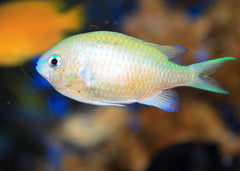 Chromis - Blue Green