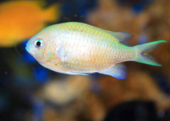 Blue green chromis | Marine fish for sale online | Coburg Aquarium