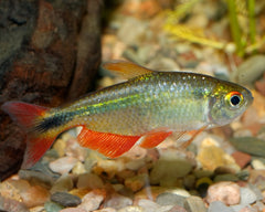 Tetra Buenos Aires Special 6 for $25