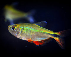 Tetra Buenos Aires Special 6 for $25
