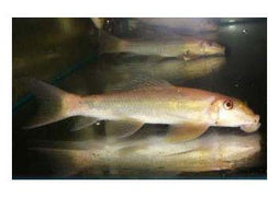 Sucking Catfish - Marble