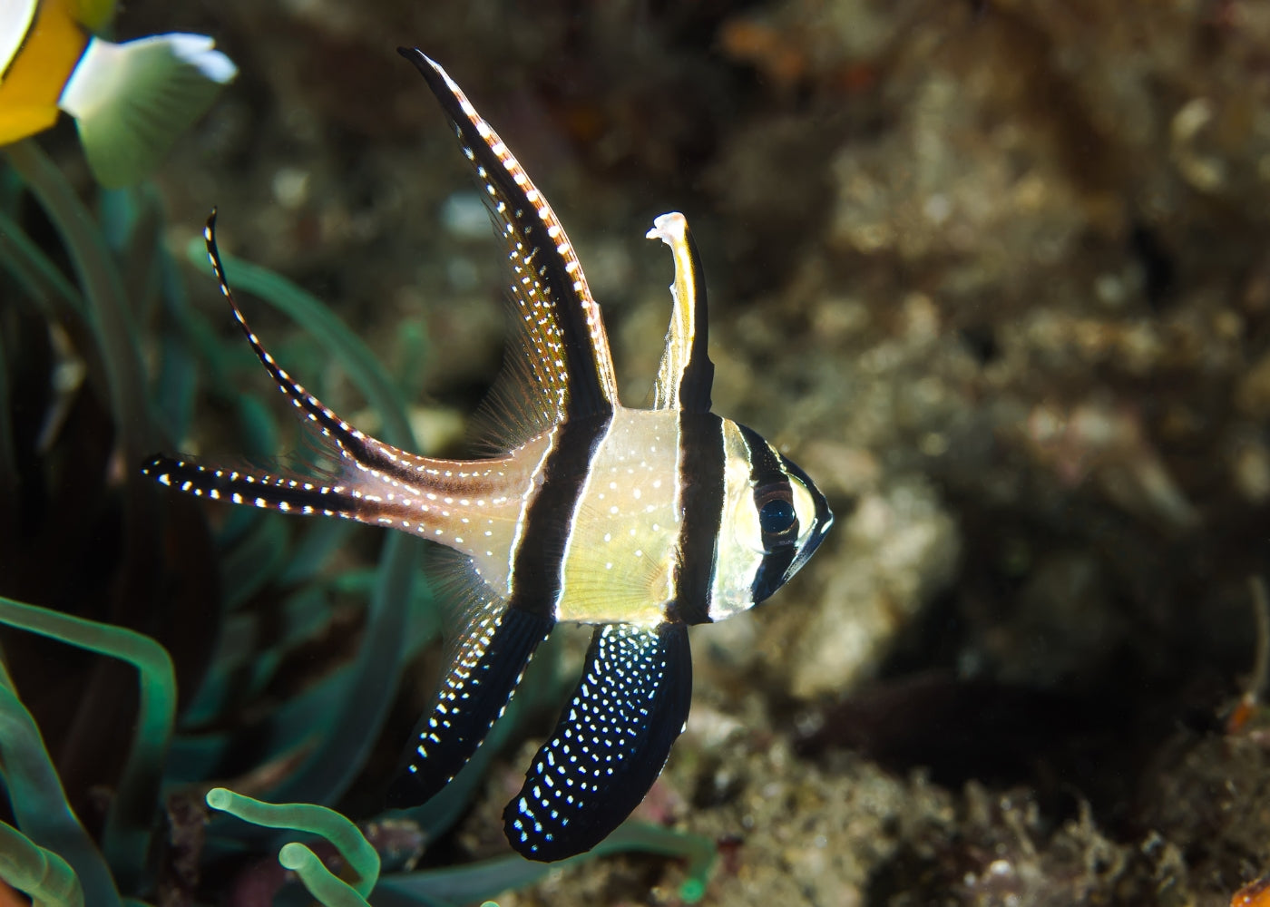 Cardinal Fish