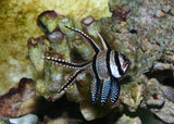 Banggai Cardinal - Captive Bred