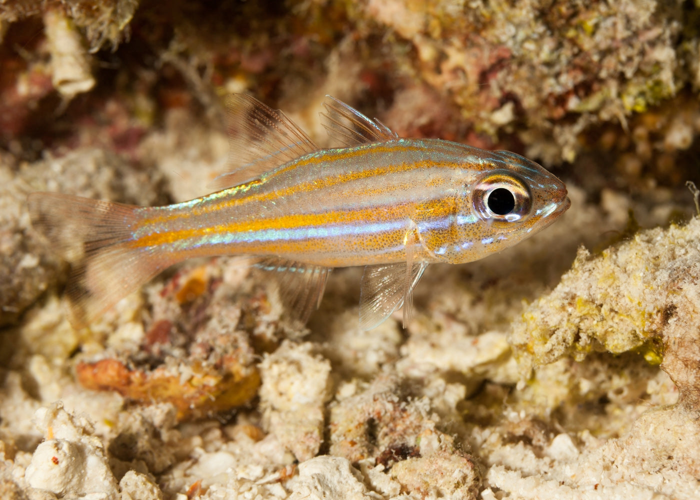 Gold Stripped Cardinal Fish | Marine fish for sale online | Coburg Aquarium