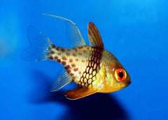 pajama cardinalfish | Marine fish for sale online | Coburg Aquarium