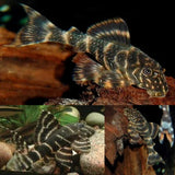 Clown Pleco - L104