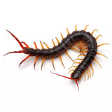 Giant Centipede