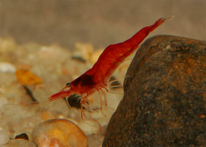 Coburg Aquarium | Cherry Shrimp | Shop live aquarium fish online