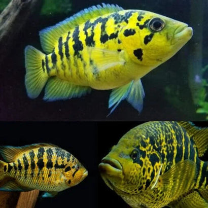 Yellow Jacket Cichlid - Parachromis Friedrichsthalii