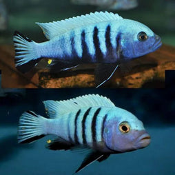 Metriaclima Pulpican
