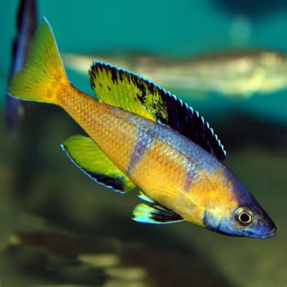 Cyprichromis Leptosoma Jumbo Kitumba