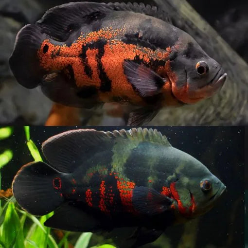 Coburg Aquarium | Oscar