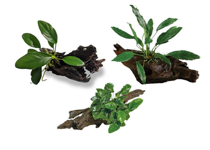 Mini/Medium/Large Anubias on Driftwood - 3 Pack